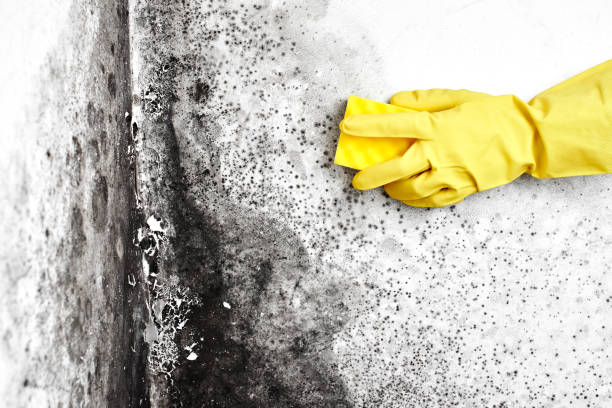 Professional Mold Remediation in Richboro, PA