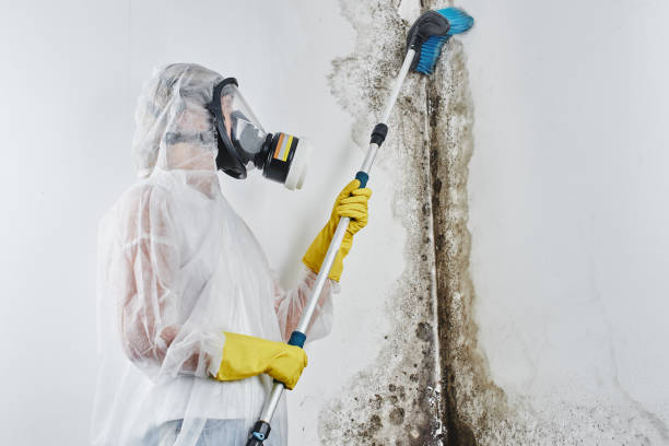 Best Basement Mold Remediation in Richboro, PA